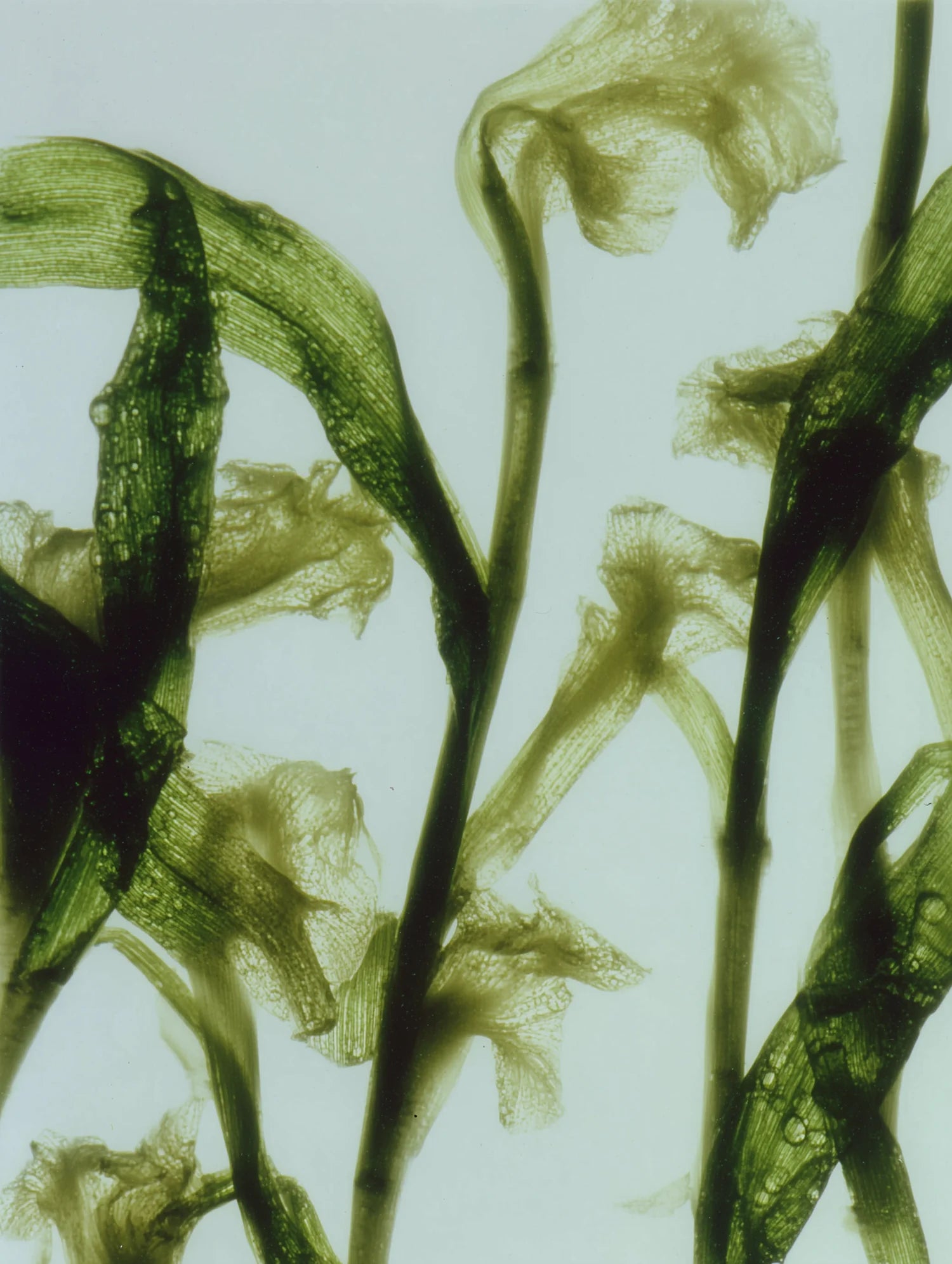Vetiver